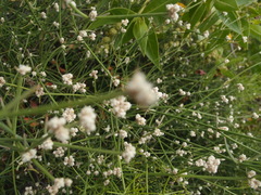 Alternanthera filifolia