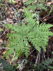 Pentagramma triangularis
