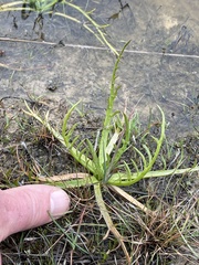 Eryngium montereyense