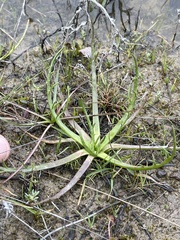 Eryngium montereyense