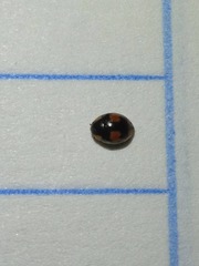 Hyperaspis connectens