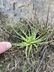 Eryngium montereyense