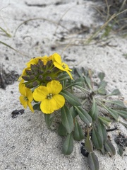 Erysimum menziesii