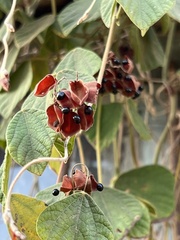 Rhynchosia volubilis