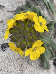 Erysimum menziesii