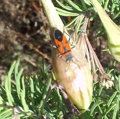 Lygaeus reclivatus