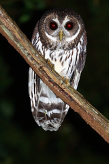 Strix virgata