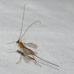 Macrocentrinae