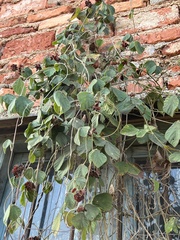 Rhynchosia volubilis