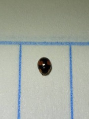 Hyperaspis connectens