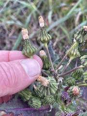 Sonchus asper asper