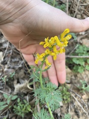 Corydalis aurea