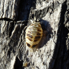 Harmonia axyridis