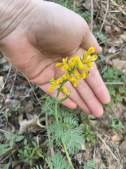 Corydalis aurea