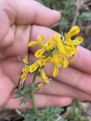 Corydalis aurea