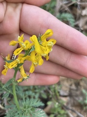 Corydalis aurea
