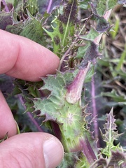 Sonchus asper asper