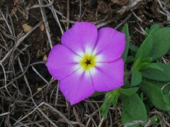 Phlox roemeriana