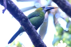 Aulacorhynchus sulcatus