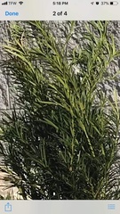 Podocarpus macrophyllus