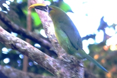 Aulacorhynchus sulcatus