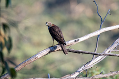 Accipiter fasciatus