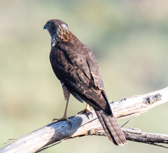 Accipiter fasciatus