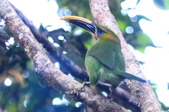 Aulacorhynchus sulcatus