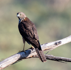 Accipiter fasciatus