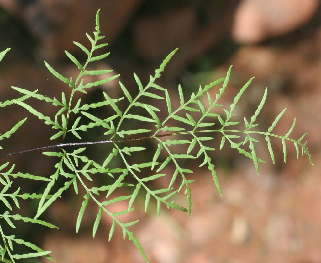 Cheilanthes caudata