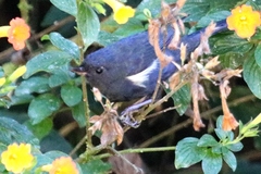 Diglossa albilatera