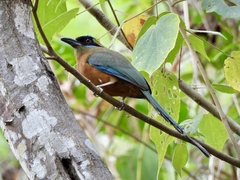 Momotus subrufescens