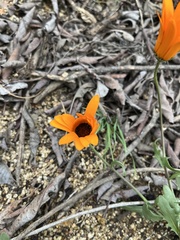 Dimorphotheca sinuata