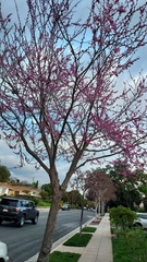 Cercis occidentalis