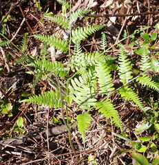 Pteridium aquilinum