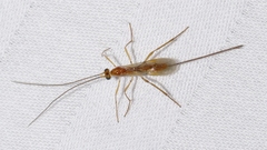 Macrocentrinae