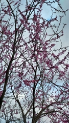 Cercis occidentalis