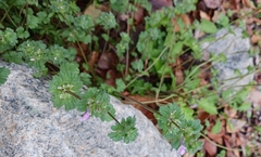 Lamium amplexicaule