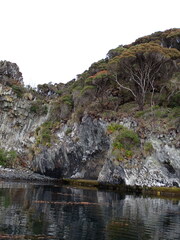 Metrosideros umbellata