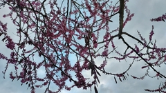 Cercis occidentalis