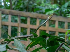 Dendrelaphis kopsteini