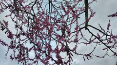 Cercis occidentalis