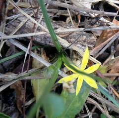 Hypoxis curtissii