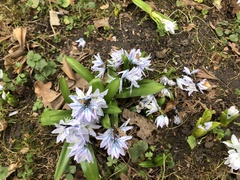 Puschkinia scilloides