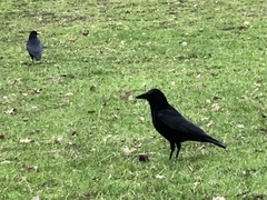 Corvus corone