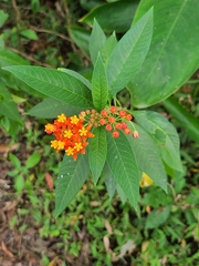 Asclepias curassavica