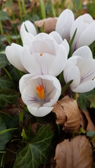 Crocus vernus
