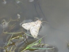 Protorthodes melanopis