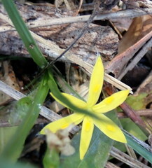 Hypoxis curtissii