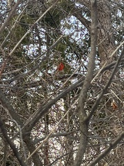 Cardinalis cardinalis